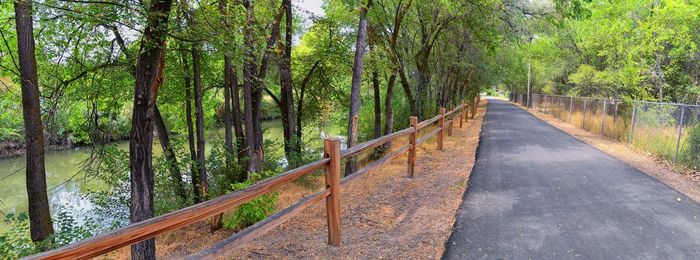 Walkway amidst trees in forest