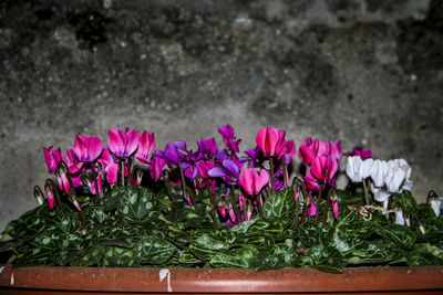 Close-up of pink flowers