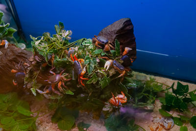 Close-up of crab on the sea