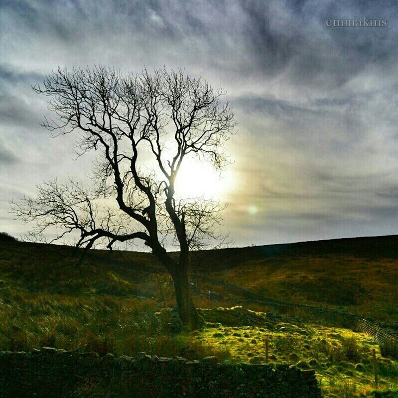 bare tree, tree, sky, tranquility, tranquil scene, landscape, scenics, branch, cloud - sky, beauty in nature, field, nature, grass, cloudy, non-urban scene, sunset, tree trunk, cloud, idyllic, growth