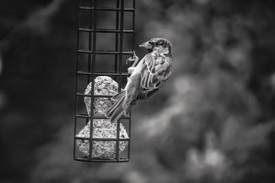 Close-up of bird perching on feeder