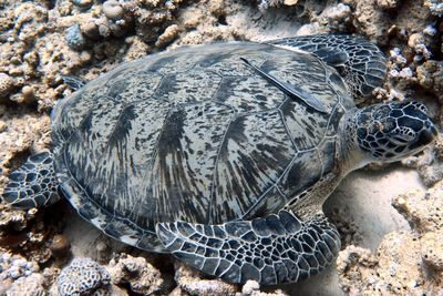 Close-up of turtle in the sea