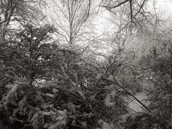 Bare trees on field in forest