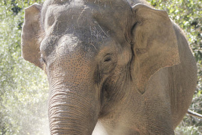 Close-up of elephant in forest