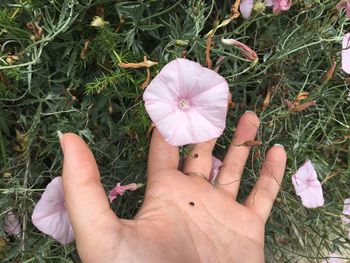 High angle view of hand holding flower in field