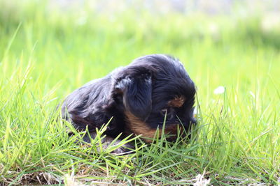 Black dog lying on grass