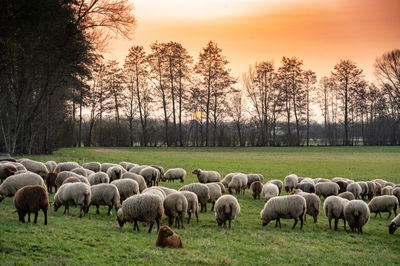 Sheep grazing on field against sky during sunset