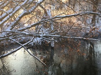 Bare tree by lake in forest during winter