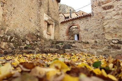 Surface level of dry leaves on wall of old building