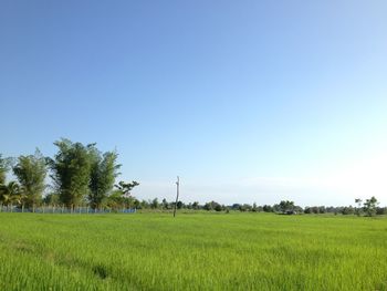 Scenic view of field against clear sky