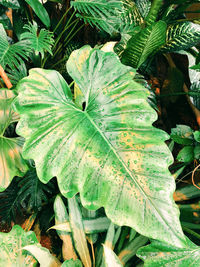 High angle view of raindrops on leaves