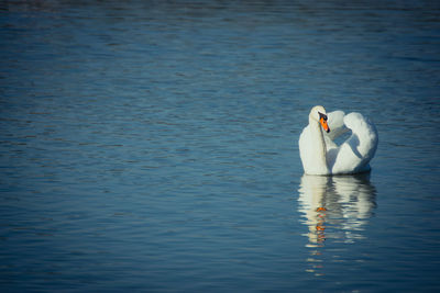 Ein schwimmender schwan mit geöffnetem gefieder.