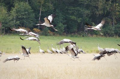 Flock of birds flying over field