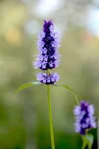 Close-up of purple flowers