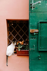 Cat looking away against wall