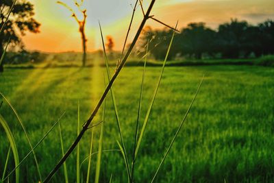 Close-up of grass on field against sky at sunset