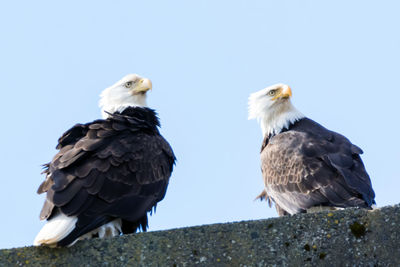 Low angle view of birds perching on rock against sky