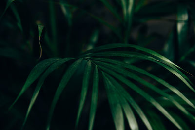 Close-up of green leaf