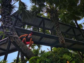 Low angle view of man working on palm tree