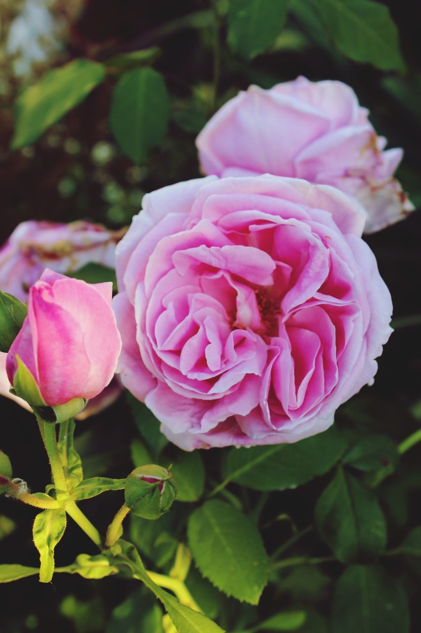 CLOSE-UP OF PINK ROSE PLANT