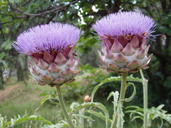 Close-up of pink flowers