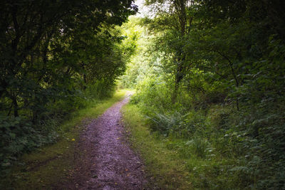 Footpath amidst trees in forest