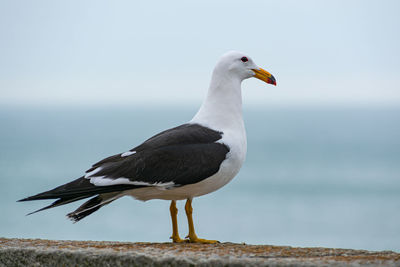 Seagull standing on rock facing the sea