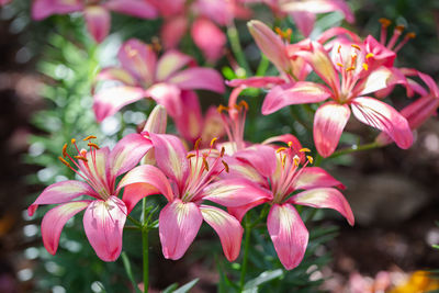 Close-up of pink flowering plants