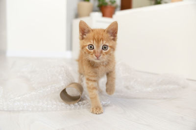 pet