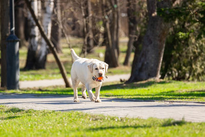 Dog running in park