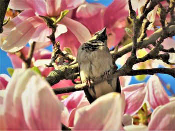 Close-up of butterfly perching on pink flowers