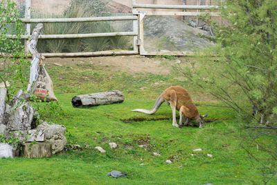 Kangaroo in a field