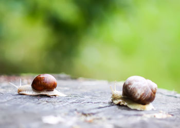 Close-up of snail on leaf