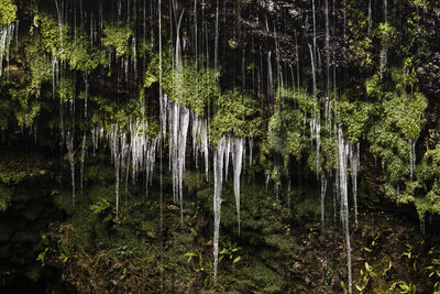 Scenic view of forest