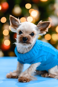 A small dog in a blue warm knitted sweater. colored bokeh. cute pet. clothing for animals