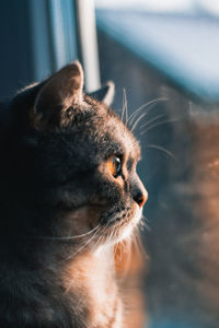 Close-up of cat looking away