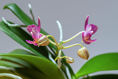 Close-up of pink flowering plant