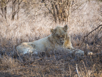 Lion with eyes closed lying on field