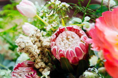 Close-up of pink flowers blooming outdoors