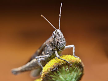 Close-up of grasshopper on plant