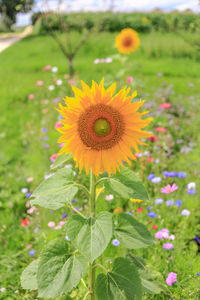 Close-up of yellow flower blooming on field