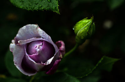 Close-up of purple rose