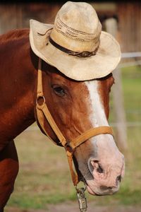 Close-up portrait of a horse