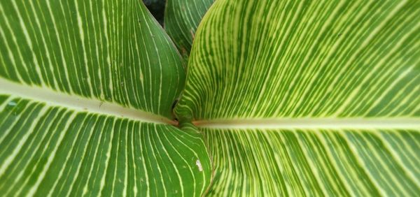 Full frame shot of palm leaves