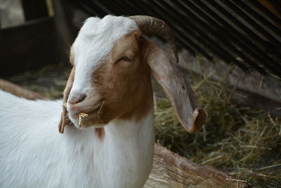 Close-up of goat eating grass