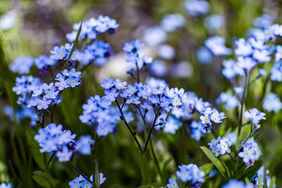 Close-up of purple flowers