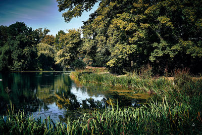 Scenic view of lake in forest against sky