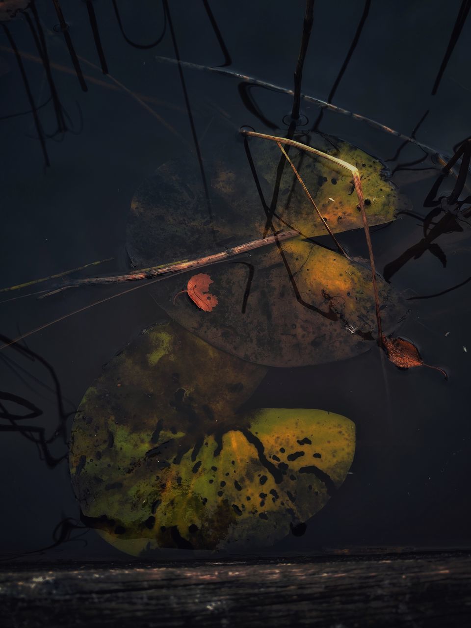 water, reflection, nature, darkness, sea, no people, aquarium, night, animal, outdoors, animal themes, wildlife, leaf, plant part, animal wildlife, screenshot, sky