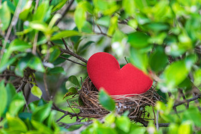 Heart shape amidst leaves in nest