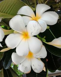 Close-up of flowers